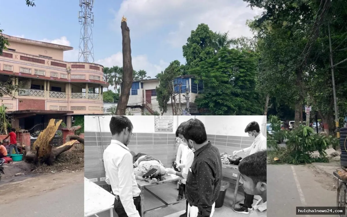 शहर में मालखाना चौक पर गिरा विशालकाय पेड़ ; एक व्यक्ति की स्थिति नाजुक