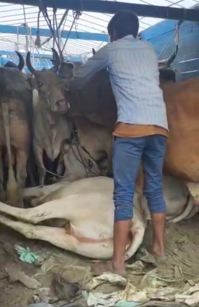 तस्करी के लिए ले जा रहे 25 बैल के साथ ट्रक जब्त ; तस्कर गिरफ्तार