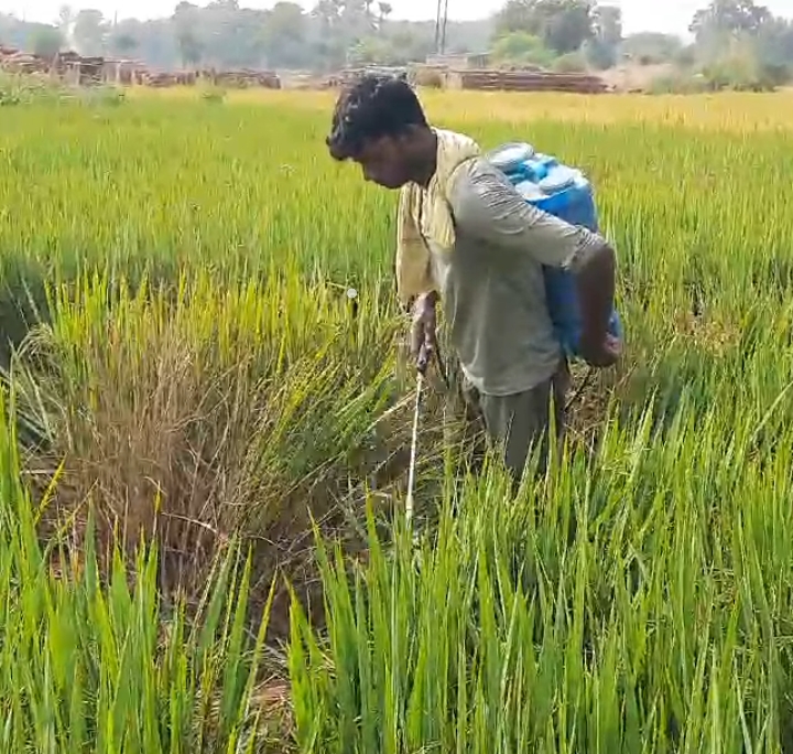 बासमती धान की खेती कर अच्छा मुनाफा कमा रहे किसान : जिला कृषि पदाधिकारी