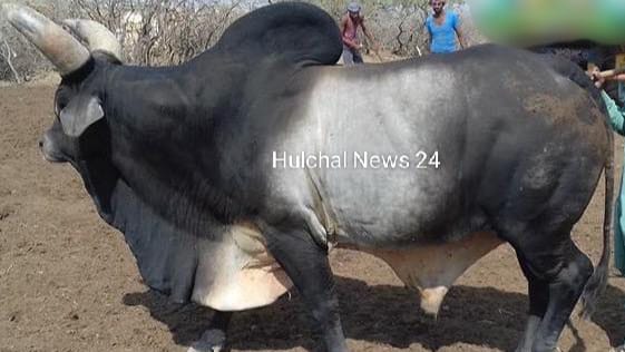 छपरा में अब सांड पगलाया ; भीड़ में घुस एक व्यक्ति को मौत के घाट उतारा, आधा दर्जन लोग भर्ती