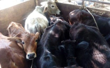 पिकअप वैन से तस्करी के लिए ले जा रहे सात पशु बरामद ; तीन तस्कर गिरफ्तार