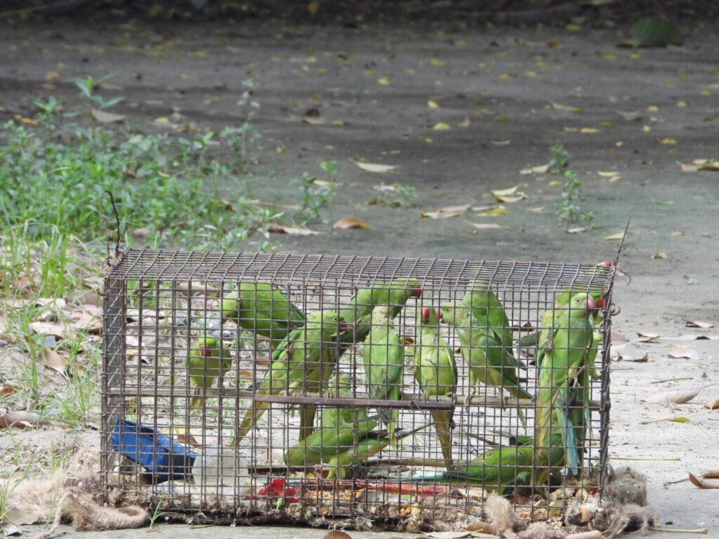 अगर आप तोता पाले हुए हैं तो उसे शीघ्र उड़ा दे अन्यथा जु’र्माना के साथ खानी पड़ सकती है आपको जे,ल की हवा