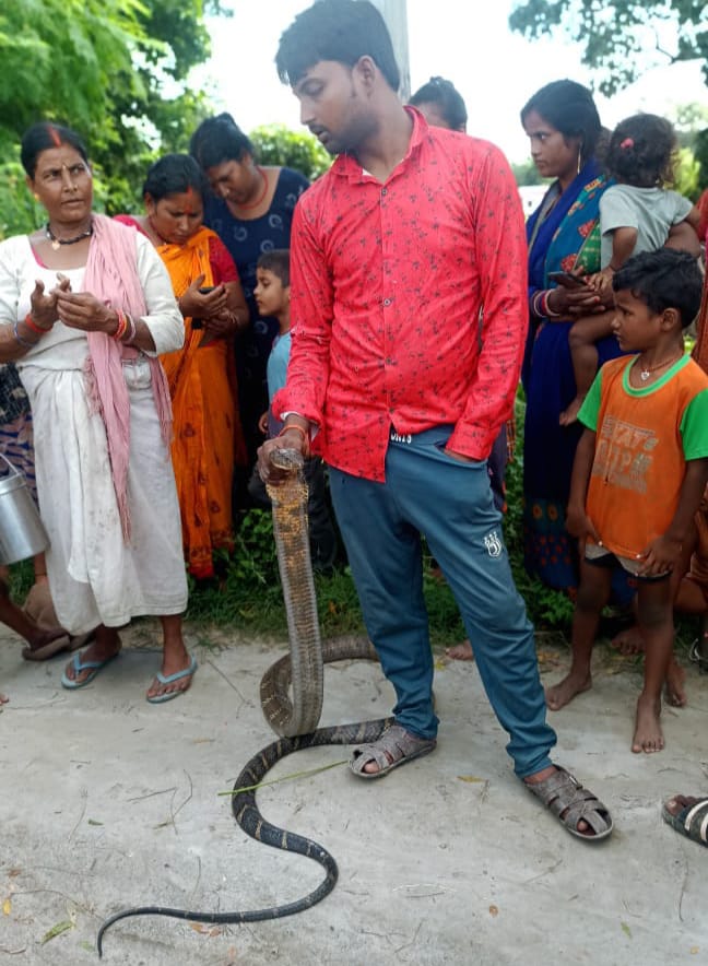 ऐसे बहादुर लड़के को वन विभाग में दे देनी चाहिए नौकरी जिसने 12 फुट के विशाल किंग कोबरा का खाली हाथ ही किया रेस्क्यू