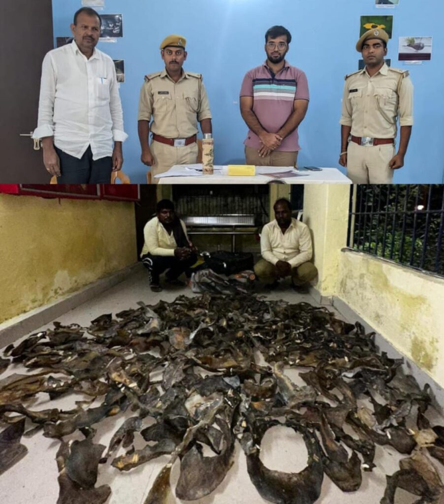कछु’ओं के 319 टुकड़े जब्त ; वनरक्षक ने दो त’स्करों को किया गिरफ्तार