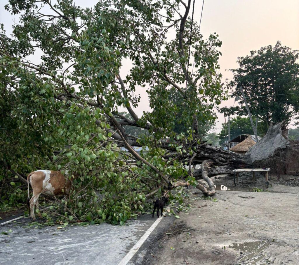 सारण के कुछ क्षेत्रों में आई तेज आंधी-पानी से क्षति ; विशाल पेड़ गिरने से आवागमन बाधित