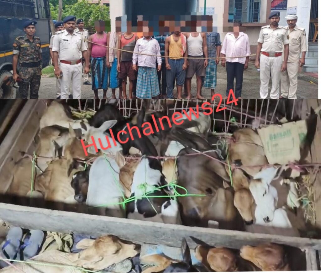 तस्करी के लिए ले जा रहे 97 मवेशियों को बरामद कर 12 पशु तस्करों को किया गया गिरफ्तार