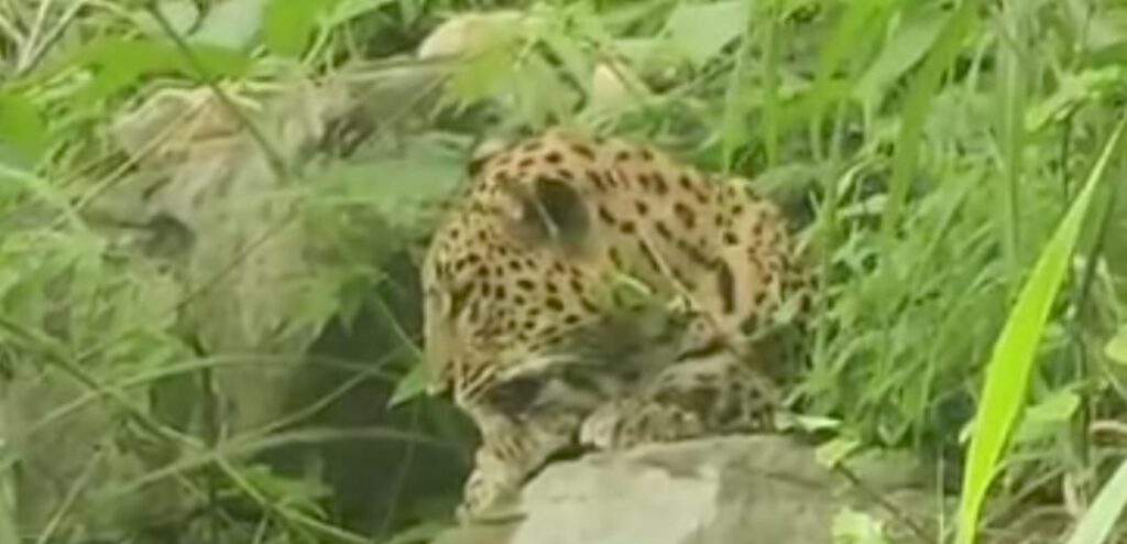 रिहायशी इलाके में दिखाई दिया तेंदुआ ; पहुंची वनविभाग की टीम