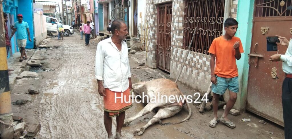 गोपालक के विरोध के बाद बिजली मिस्त्री देखते रह गए और साढ़े पांच घंटे बंद रही बिजली ; मोहल्लेवासी परेशान, गाय की गई जान