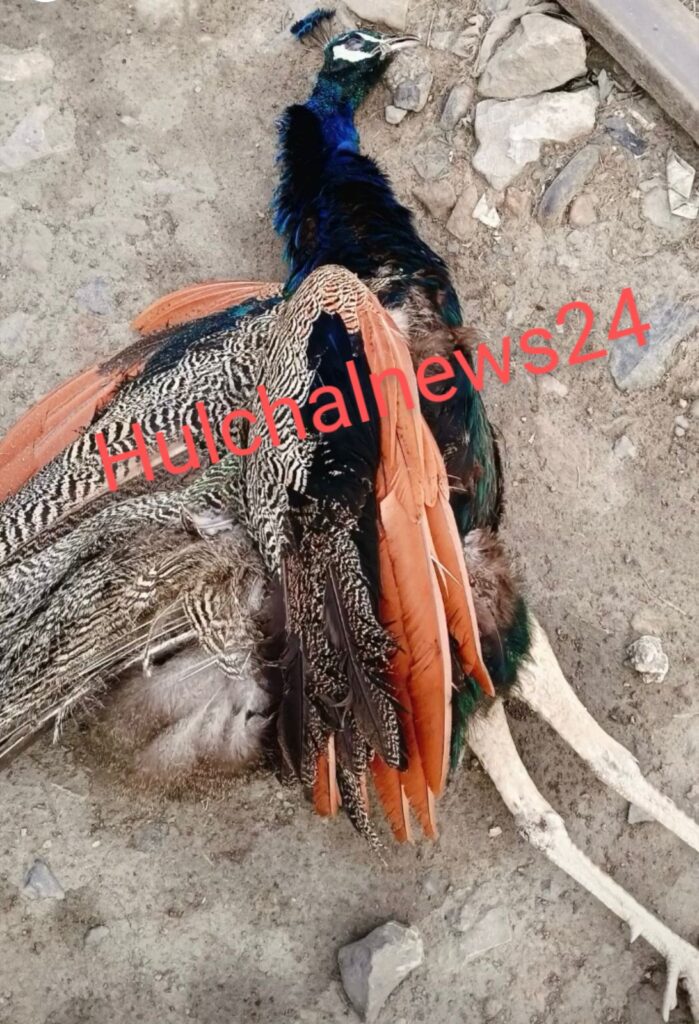 छपरा जंक्शन पर मृत पाया गया राष्ट्रीय पक्षी ; अब कराया जाएगा पोस्टमार्टम ; कैसे हुई मौत ?