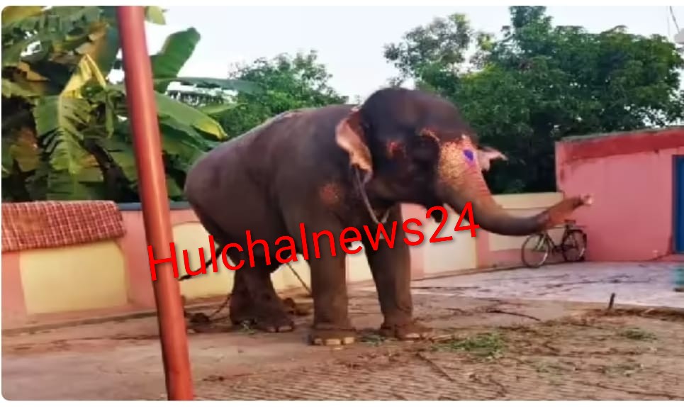 झारखंड से चोरी गई जयामति नामक हथनी सारण में की गई बरामद ; चोरी का हुआ पर्दाफाश
