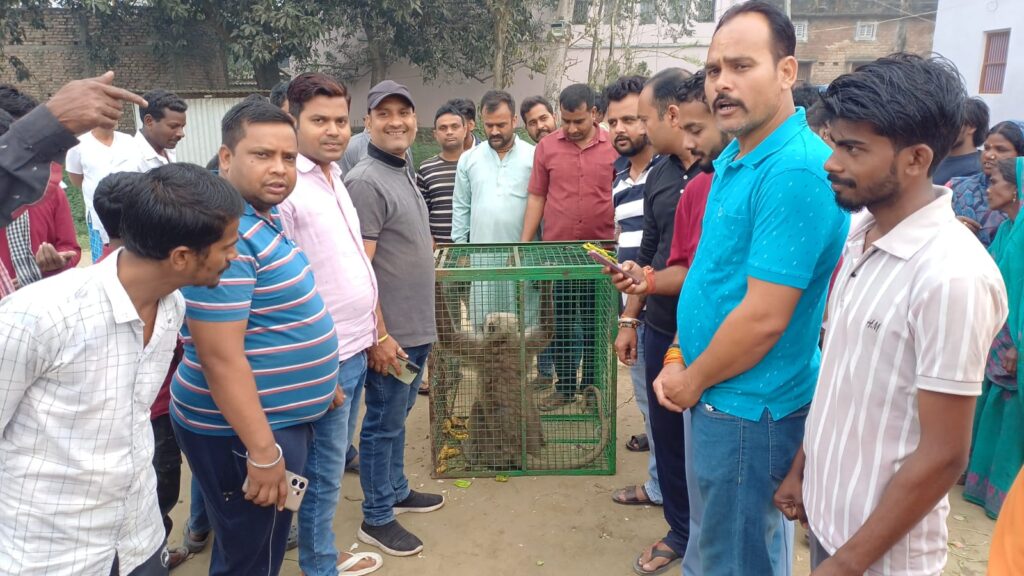 दो दिनों से उत्पात मचा रहे उग्र बंदर को टीम ने पकड़ा ; काटने से सैकड़ों लोग हो चुके हैं अस्पताल में भर्ती