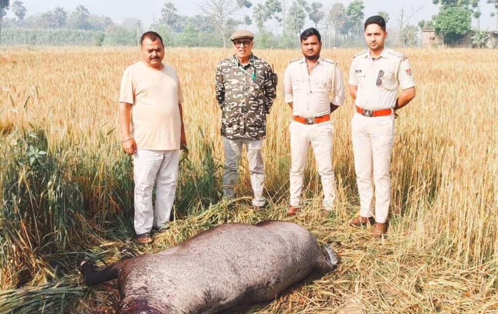 69 नीलगाय/घोड़पड़ास को वन विभाग के शूटरों ने मार गिराया ; किसानों को मिली राहत